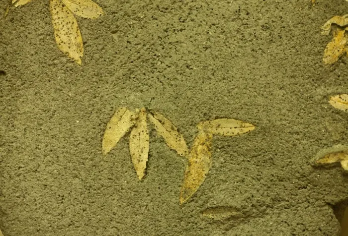Framed Print : Fossilized olive leaves from 60, 000 BC, found on Santorini, Cyclades, Aegean Sea, Greece Framed Print : Fossilized olive leaves from 60, 000 BC, found on Santorini, Cyclades, Aegean Sea, Greece