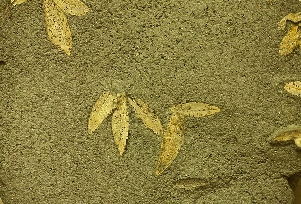 Fossilized olive leaves from 60, 000 BC, found on Santorini, Cyclades, Aegean Sea, Greece