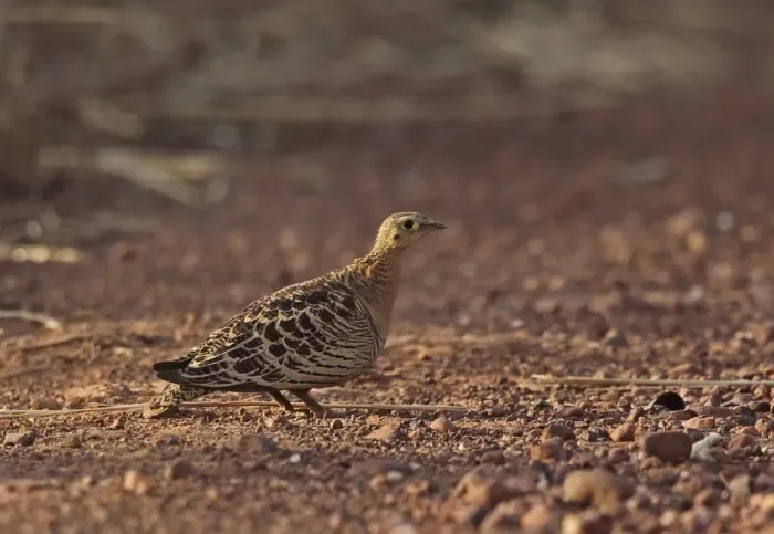 Framed Print : Four-banded Sandgrouse (Pterocles quadricinctus) adult female, standing on dirt road, Mole N. P. Ghana, February Framed Print : Four-banded Sandgrouse (Pterocles quadricinctus) adult female, standing on dirt road, Mole N. P. Ghana, February