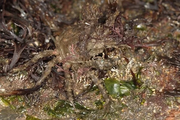 Four-horned Spider Crab (Pisa tetraodon) adult, Kimmeridge, Isle of Purbeck, Dorset, England, March