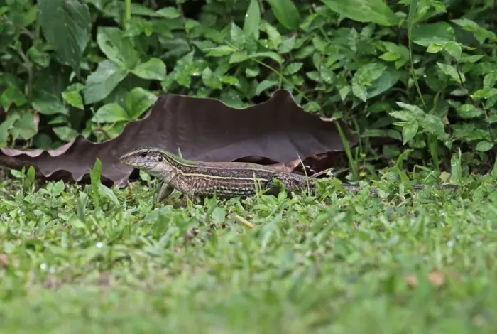Framed Print : Four-lined Ameiva (Ameiva quadrilineata) adult, standing on damp grass, Chagres River, Panama, November Framed Print : Four-lined Ameiva (Ameiva quadrilineata) adult, standing on damp grass, Chagres River, Panama, November