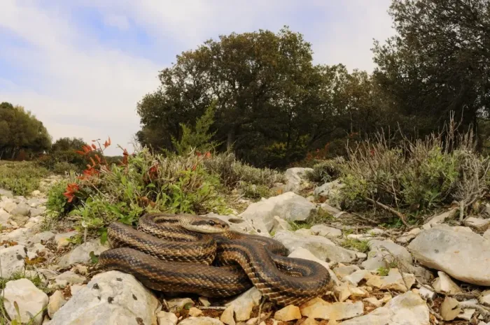Framed Print : Four-lined Snake (Elaphe quatuorlineata) adult, on rocks in habitat, Croatia, april