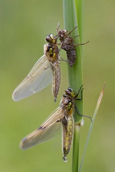 Four-spotted Chaser (Libellula quadrimaculata) two adults, newly emerged, one exuding drop of meconium from abdomen