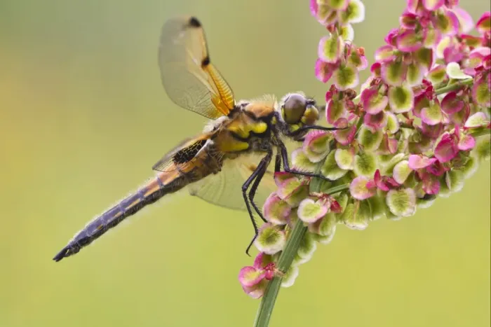Framed Print : Four-spotted Chaser (Libellula quadrimaculata) adult, resting on flowerhead, Leicestershire, England, june