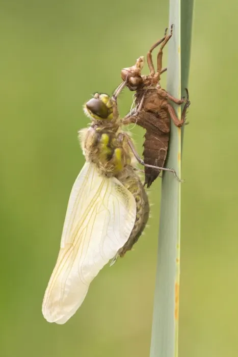 Framed Print : Four-spotted Chaser (Libellula quadrimaculata) adult, newly emerged, resting beside exuvia on reed leaf Framed Print : Four-spotted Chaser (Libellula quadrimaculata) adult, newly emerged, resting beside exuvia on reed leaf