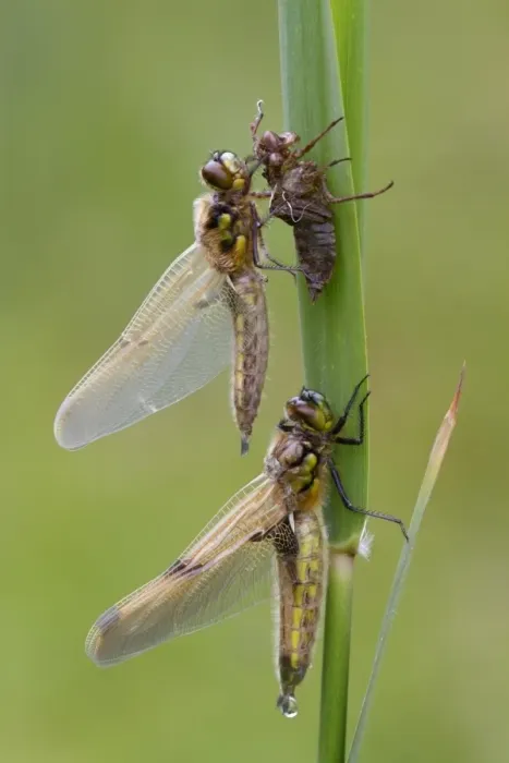 Framed Print : Four-spotted Chaser (Libellula quadrimaculata) two adults, newly emerged, one exuding drop of meconium from abdomen Framed Print : Four-spotted Chaser (Libellula quadrimaculata) two adults, newly emerged, one exuding drop of meconium from abdomen