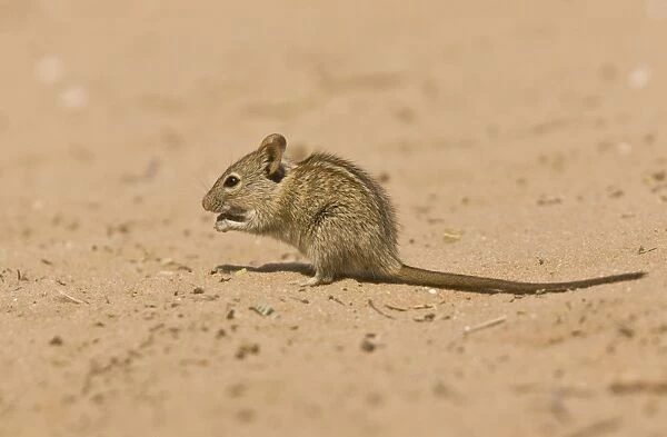 Four-striped Grass Mouse (Rhabdomys pumilio) adult, foraging on sand, Kalahari Desert, Kalahari Gemsbok N. P