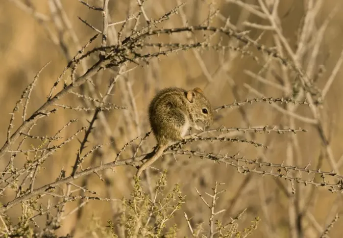 Framed Print : Four-striped Grass Mouse (Rhabdomys pumilio) adult, foraging in thorn bush, Kalahari Desert, Kalahari Gemsbok N. P Framed Print : Four-striped Grass Mouse (Rhabdomys pumilio) adult, foraging in thorn bush, Kalahari Desert, Kalahari Gemsbok N. P