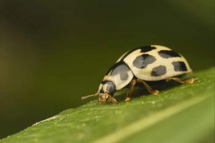 Framed Print : Fourteen-spot Ladybird (Calvia quattuordecimguttata) adult, resting on leaf, Leicestershire, England, april Framed Print : Fourteen-spot Ladybird (Calvia quattuordecimguttata) adult, resting on leaf, Leicestershire, England, april