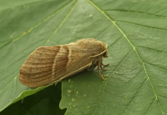 Framed Print : Fox Moth (Macrothylacia rubi) adult female, resting on leaf, Norfolk, England, June Framed Print : Fox Moth (Macrothylacia rubi) adult female, resting on leaf, Norfolk, England, June