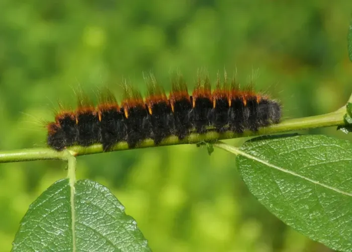 Framed Print : Fox Moth (Macrothylacia rubi) caterpillar, on Goat Willow (Salix caprea) foodplant, Italian Alps, Italy, July Framed Print : Fox Moth (Macrothylacia rubi) caterpillar, on Goat Willow (Salix caprea) foodplant, Italian Alps, Italy, July
