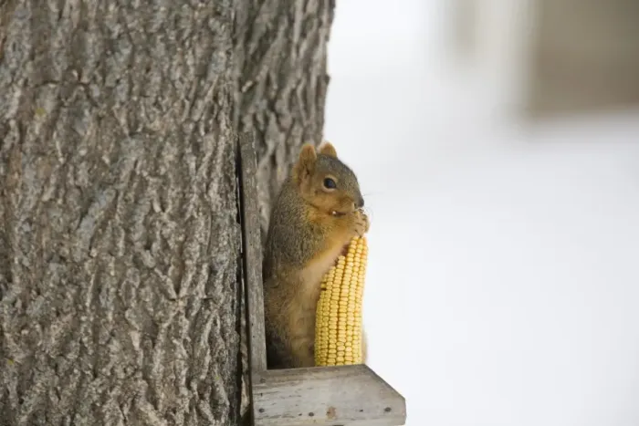 Framed Print : Fox Squirrel (Sciurus niger) adult, feeding on maize cob, on squirrel feeder in snow covered garden, North Dakota, U. S. A. february Framed Print : Fox Squirrel (Sciurus niger) adult, feeding on maize cob, on squirrel feeder in snow covered garden, North Dakota, U. S. A. february