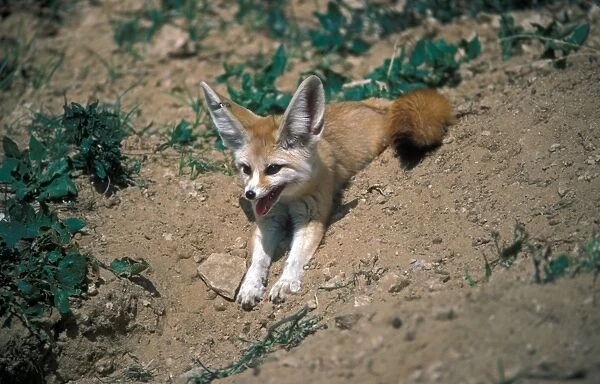 FoxFennec (Fennecus zerda) lying on soil  /  panting  /  tag on ear