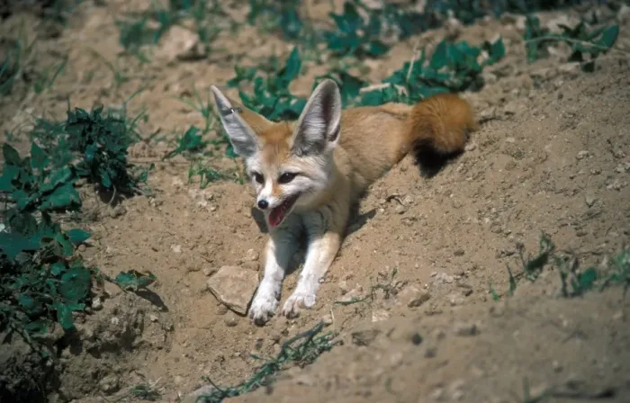 Framed Print : FoxFennec (Fennecus zerda) lying on soil / panting / tag on ear Framed Print : FoxFennec (Fennecus zerda) lying on soil / panting / tag on ear