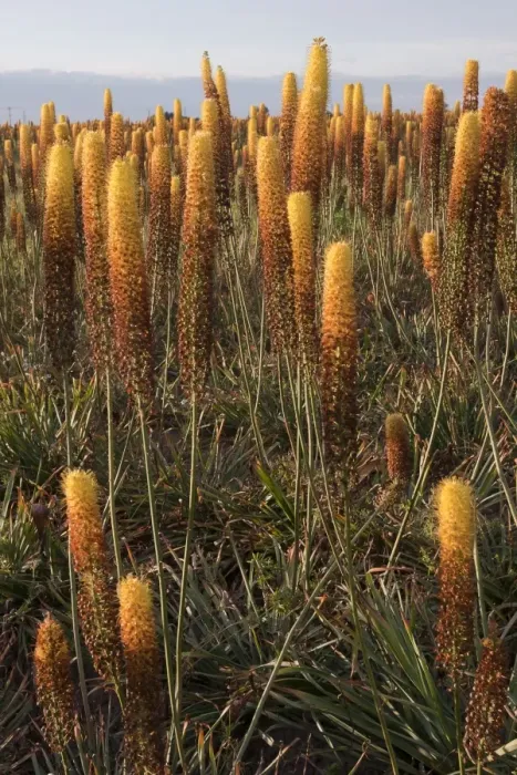 Framed Print : Foxtail Lily (Eremurus x isabellinus) Cleopatra, flowering, commercial nursery crop growing in field, Holbeach St Framed Print : Foxtail Lily (Eremurus x isabellinus) Cleopatra, flowering, commercial nursery crop growing in field, Holbeach St
