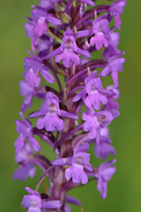 Framed Print : Fragrant Orchid (Gymnadenia conopsea) close-up of flowers, Italy, june Framed Print : Fragrant Orchid (Gymnadenia conopsea) close-up of flowers, Italy, june