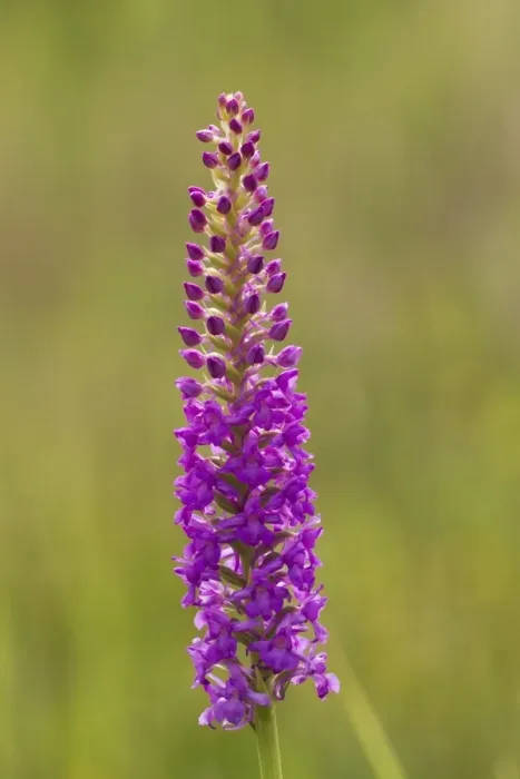 Framed Print : Fragrant Orchid (Gymnadenia conopsea) close-up of flowerspike, Beeston Common, Norfolk, England, July