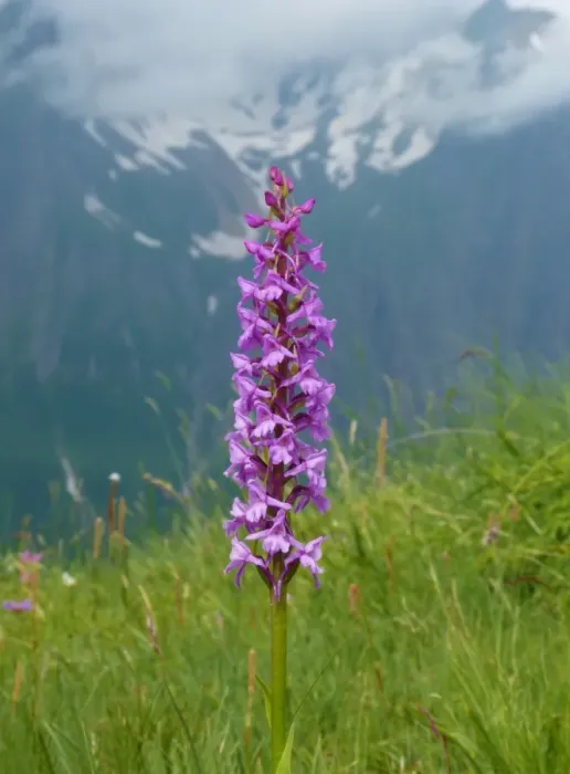 Framed Print : Fragrant Orchid (Gymnadenia conopsea) flowering, growing in mountain habitat, Italian Alps, Italy, July Framed Print : Fragrant Orchid (Gymnadenia conopsea) flowering, growing in mountain habitat, Italian Alps, Italy, July