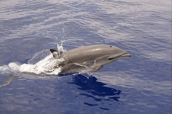 Frasers Dolphin (Lagenodelphis hosei) adult, porpoising, surfacing from water, Maldives, march