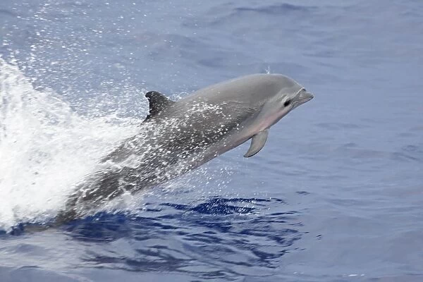 Frasers Dolphin (Lagenodelphis hosei) adult, leaping from sea, off New Ireland, Bismarck Archipelago, Papua New Guinea