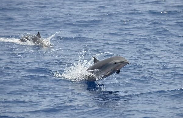 Frasers Dolphin (Lagenodelphis hosei) two adults, leaping from sea, Bali, Lesser Sunda Islands, Indonesia, October
