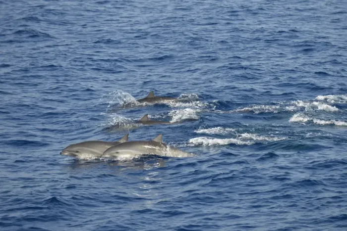 Framed Print : Frasers Dolphin (Lagenodelphis hosei) adults, pod porposing, Bali, Lesser Sunda Islands, Indonesia, October Framed Print : Frasers Dolphin (Lagenodelphis hosei) adults, pod porposing, Bali, Lesser Sunda Islands, Indonesia, October