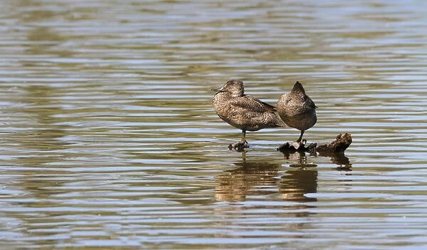Freckled Duck (Stictonetta naevosa) adult pair, roosting on submerged log in water, Hasties Swamp N. P
