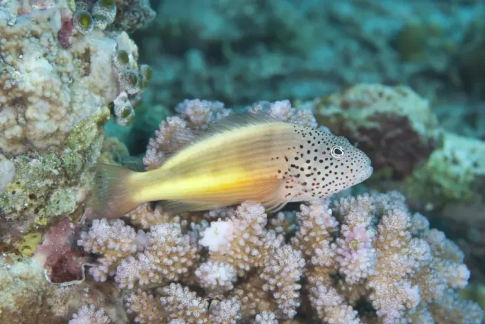 Framed Print : Freckled Hawkfish (Paracirrhites forsteri) adult, resting on reef, Pulau Nailaka, Banda, near Ambon Island, Maluku Islands, Banda Sea, Indonesia Framed Print : Freckled Hawkfish (Paracirrhites forsteri) adult, resting on reef, Pulau Nailaka, Banda, near Ambon Island, Maluku Islands, Banda Sea, Indonesia