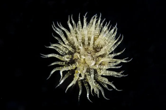 Framed Print : Freeswimming Anemone (Boloceroides mcmurrichi) adult, swimming at night, Lembeh Straits, Sulawesi Framed Print : Freeswimming Anemone (Boloceroides mcmurrichi) adult, swimming at night, Lembeh Straits, Sulawesi