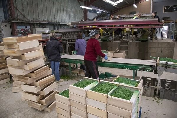 French Bean (Phaseolus vulgaris) crop, workers grading and packing harvested pods, near Pouzay, Indre-et-Loire