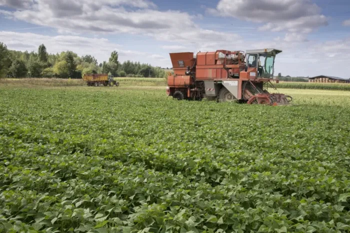Framed Print : French Bean (Phaseolus vulgaris) crop, being harvested by harvester in field, Pouzay, Indre-et-Loire, Central France