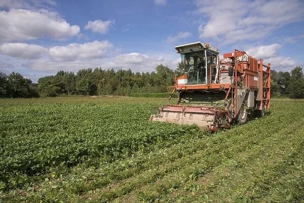French Bean (Phaseolus vulgaris) crop, being harvested by harvester in field, Pouzay, Indre-et-Loire, Central France