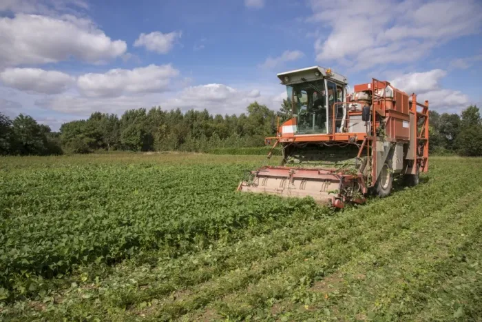 Framed Print : French Bean (Phaseolus vulgaris) crop, being harvested by harvester in field, Pouzay, Indre-et-Loire, Central France Framed Print : French Bean (Phaseolus vulgaris) crop, being harvested by harvester in field, Pouzay, Indre-et-Loire, Central France