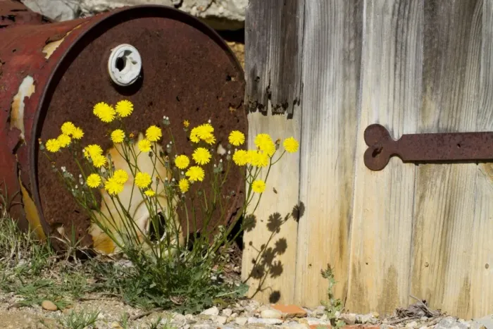 Framed Print : French Hawksbeard (Crepis nicaeensis) flowering, growing beside old door and rusty barrel at edge of vineyard, Ile St Framed Print : French Hawksbeard (Crepis nicaeensis) flowering, growing beside old door and rusty barrel at edge of vineyard, Ile St