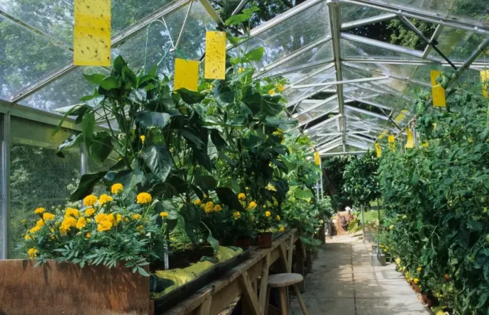 Framed Print : French Marigold (Tagetes patula x erecta) Lemon Drop, flowering, companion planting to discourage aphids in greenhouse Framed Print : French Marigold (Tagetes patula x erecta) Lemon Drop, flowering, companion planting to discourage aphids in greenhouse