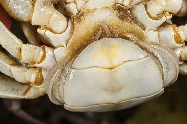 Freshwater Crab (Potamon fluviatilis) adult female, close-up of telson shape, Tuscany, Italy, August