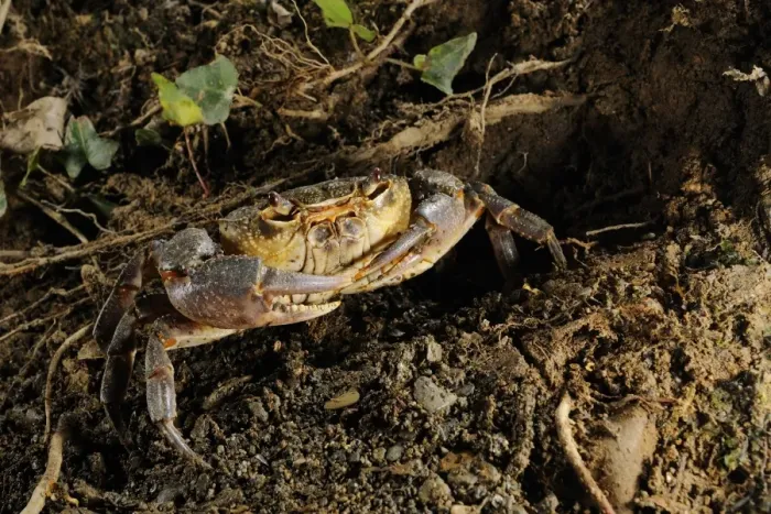 Framed Print : Freshwater Crab (Potamon fluviatilis) adult, near entrance of burrow, Italy, august Framed Print : Freshwater Crab (Potamon fluviatilis) adult, near entrance of burrow, Italy, august