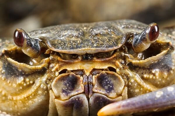 Freshwater Crab (Potamon fluviatilis) adult, close-up of face, Tuscany, Italy, August