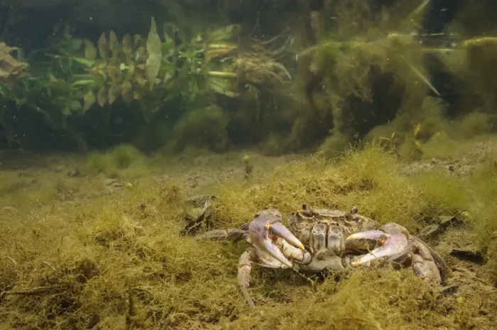 Framed Print : Freshwater Crab (Potamon fluviatilis) adult, underwater in river habitat, Tuscany, Italy, May Framed Print : Freshwater Crab (Potamon fluviatilis) adult, underwater in river habitat, Tuscany, Italy, May
