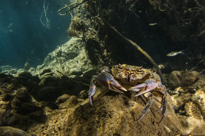 Framed Print : Freshwater Crab (Potamon fluviatilis) adult, underwater in river habitat, Tuscany, Italy, August Framed Print : Freshwater Crab (Potamon fluviatilis) adult, underwater in river habitat, Tuscany, Italy, August