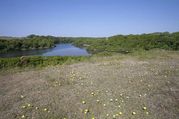 Freshwater ponds in limestone valley from sand dunes, Bosherton Lily Ponds, Stackpole N. N. R