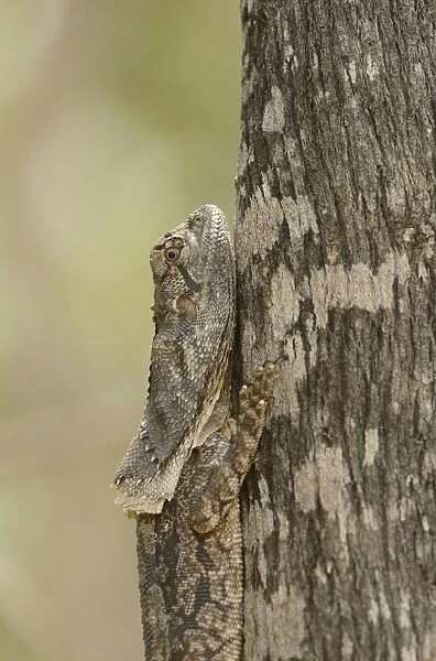 Frilled Lizard (Chlamydosaurus kingii) adult, close-up of head, camouflaged, resting on tree trunk, Queensland