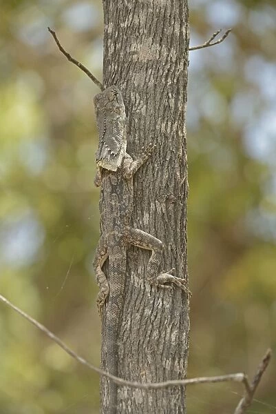 Frilled Lizard (Chlamydosaurus kingii) adult, camouflaged, resting on tree trunk, Queensland, Australia, November