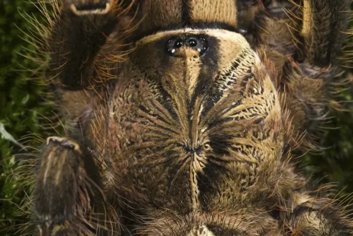 Framed Print : Fringed Ornamental Tarantula (Poecilotheria ornata) subadult, close-up of cephalothorax, showing gynandromorphic phenotype, left side is male and right side is female (captive)