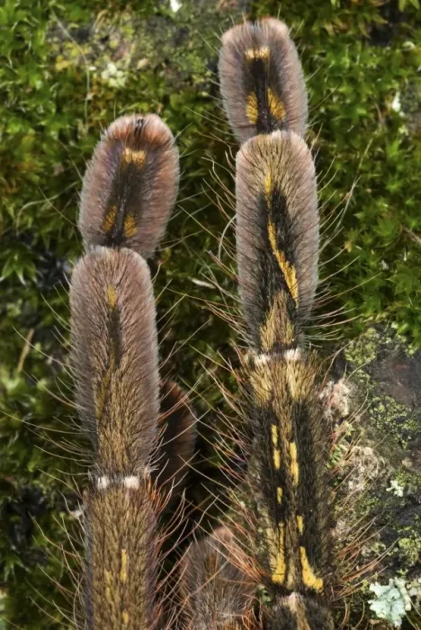 Framed Print : Fringed Ornamental Tarantula (Poecilotheria ornata) subadult, close-up of legs, showing gynandromorphic phenotype, left side is male and right side is female (captive) Framed Print : Fringed Ornamental Tarantula (Poecilotheria ornata) subadult, close-up of legs, showing gynandromorphic phenotype, left side is male and right side is female (captive)