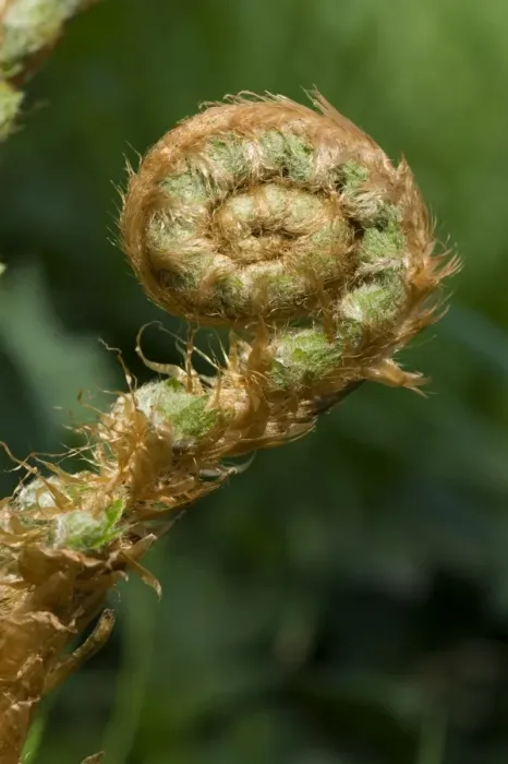 Framed Print : Frond on a male fern plant, Dryopteris filix-mas, unfurling in spring