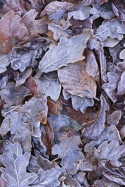 Frost covered fallen leaves, Blithfield, Staffordshire, England, November