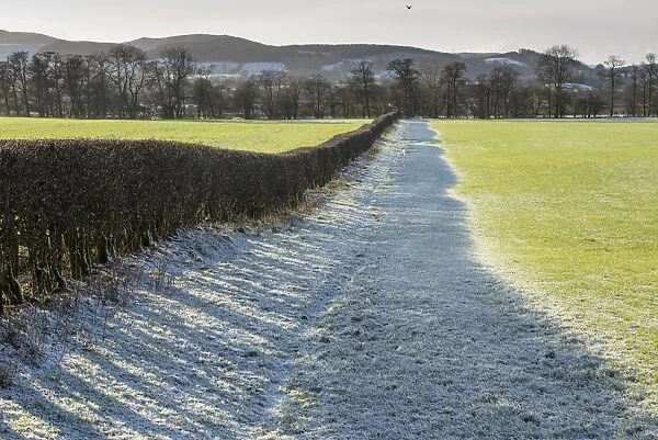 Frost covered field and hedgerow, near Thornhill, Dumfries and Galloway, Scotland, January