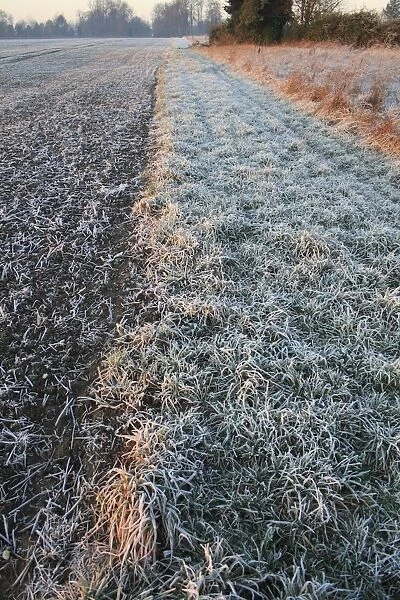 Frost covered headland strip between permanent set-a-side and cultivated arable field at sunrise, Bacton, Suffolk