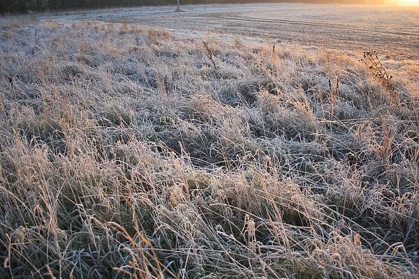Frost covered permanent set-a-side at edge of cultivated arable field at sunrise, Bacton, Suffolk, England, november